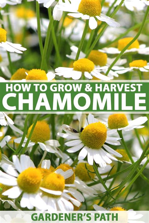 How to Grow Chamomile in Your Herb & Flower Garden