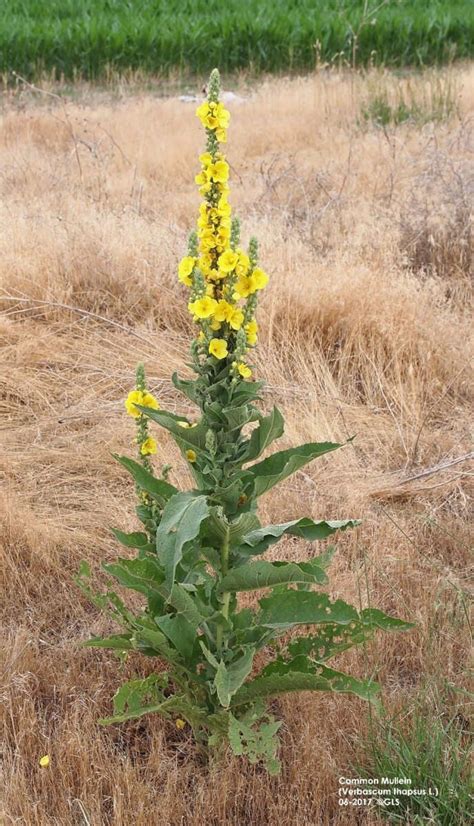 Range and Pasture Weed of the Week – common mullein | Latest Ag News ...