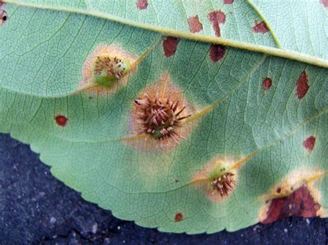 Cedar-apple rust on crab apple tree leaves | Center for Agriculture ...