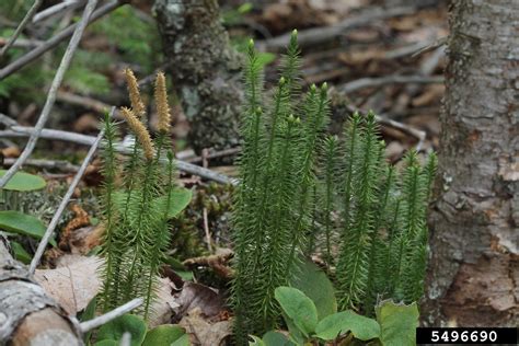 stiff clubmoss (Lycopodium annotinum)