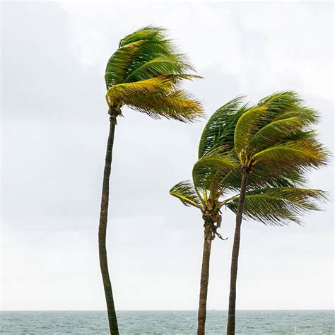 2,300+ Hurricane Palm Trees Stock Photos, Pictures & Royalty-Free ...