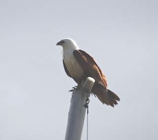 sunshinecoastbirds: Square-tailed Kite nesting and Shining Flycatchers ...