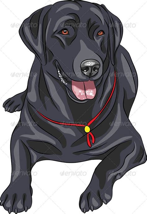 Labrador Retriever | Black labrador retriever, Labrador art, Labrador puppy