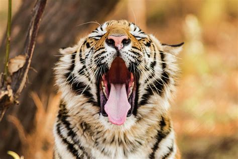 Tiger Yawn Photograph by John Mckeen - Fine Art America