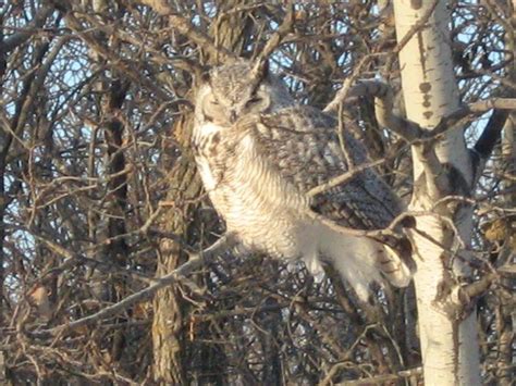 Your Manitoba: February - Winnipeg | Globalnews.ca