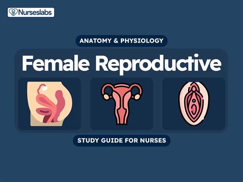 Female Reproductive Anatomy