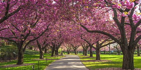 The 15 Best Places in the US to See Cherry Blossoms This Spring ...