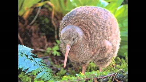 What a Kiwi sounds like - YouTube