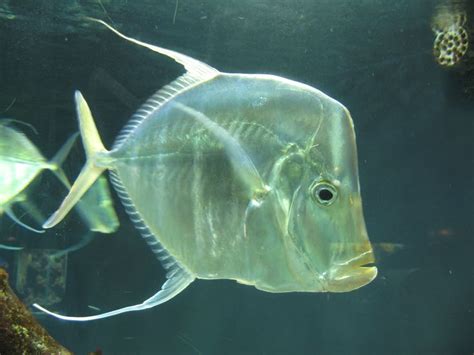 Peixe-Galo (Tamanho, onde habita, reprodução, o que comem) - Significados