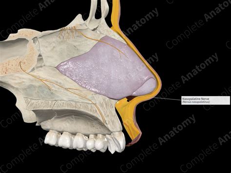 Nasopalatine Nerve | Complete Anatomy