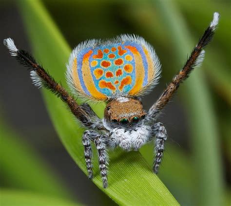 Return of the Dancing Peacock Spiders | WIRED