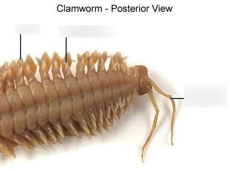 Clam Worm Diagram Diagram | Quizlet