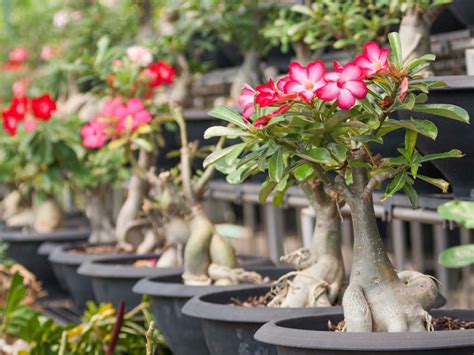 The Life Cycle of a Desert Rose (Adenium obesum) | World of Succulents