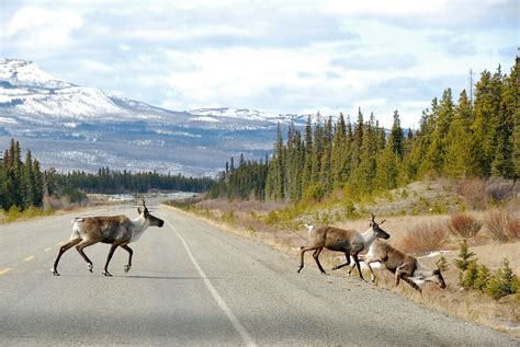 How Does Habitat Fragmentation Affect Biodiversity? | Earth.Org