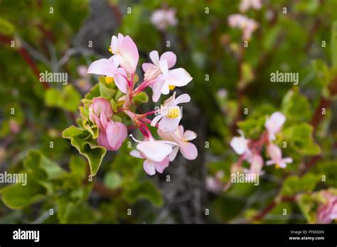 Trindade brazil island martin vaz hi-res stock photography and images - Alamy