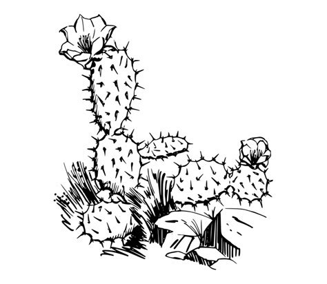 Free Black And White Cactus Clipart, Download Free Black And White Cactus Clipart png images ...