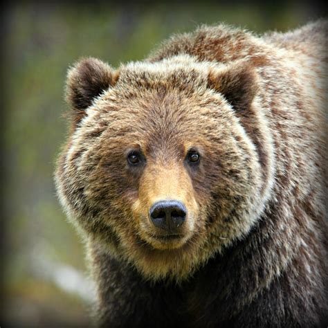 Grizzly Bear Photograph by Stephen Stookey