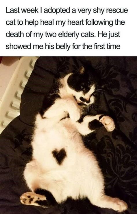 Wholesome Cat Memes Of Purrfection