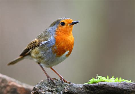 Robin Symbolism & Meaning (+Totem, Spirit & Omens) | World Birds