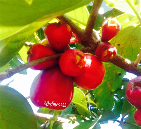 Makopa/Macopa and Papaya Fruits / myLot