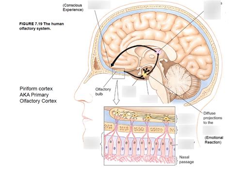 Piriform Cortex