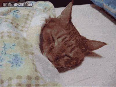 Wake Up GIF - Find & Share on GIPHY