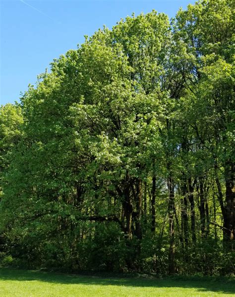 Bigleaf Maple | Friends of Springbrook Park