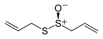 Allicin-- Anti-Aging and Senolytic Properties