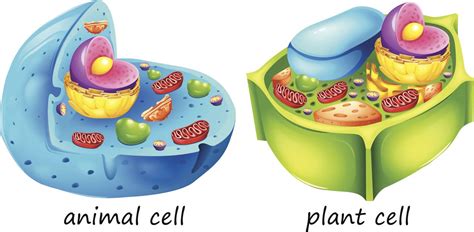 Plant vs Animal Cell - Difference Between Plant Cell and Animal Cell - Did u Know