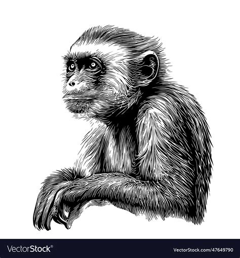 Cute capuchin monkey sketch hand drawn realistic Vector Image