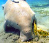 Dugong - Description, Habitat, Image, Diet, and Interesting Facts