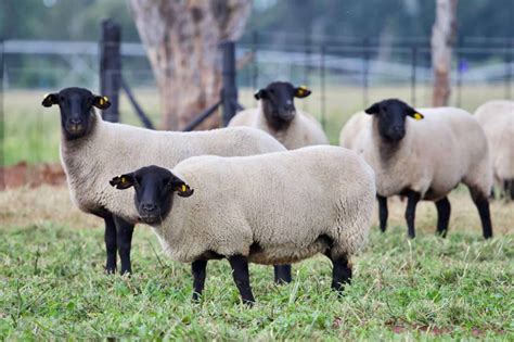 Suffolk Sheep Breeders - Hatari Farming