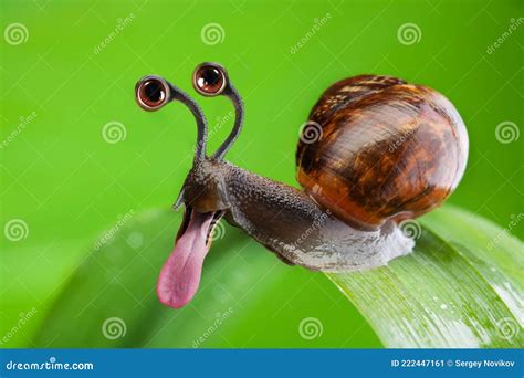 Funny Snail with Cartoon Eyes and Stick Out Tongue Stock Image - Image of slimy, wildlife: 222447161