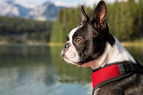 5 Best Boston Terrier Breeders In Ontario