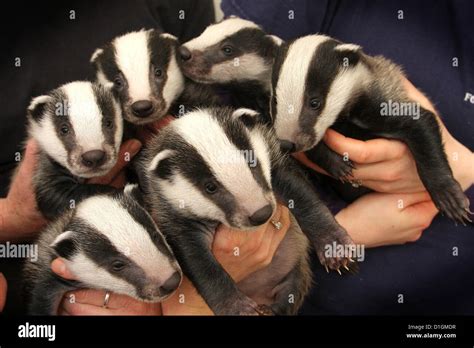 Rescued baby badger cubs Stock Photo - Alamy