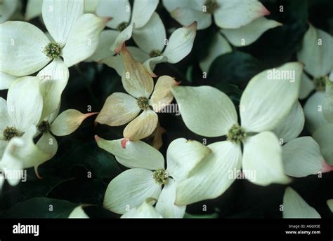 Dogwood one discolouring hi-res stock photography and images - Alamy