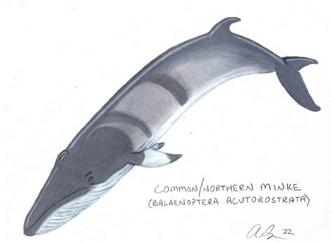 Common Minke Whale by Fireplume on DeviantArt