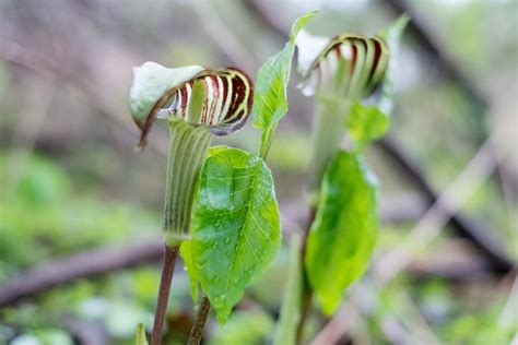 Jack-In-The-Pulpit: A Beautiful Flower With A Weird Name • Insteading