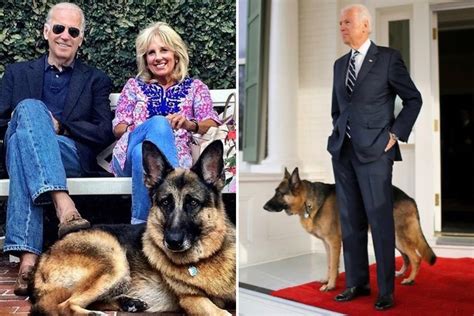 Joe Biden dog Champ dead aged 13: President pays heartbreaking tribute to beloved pet German ...