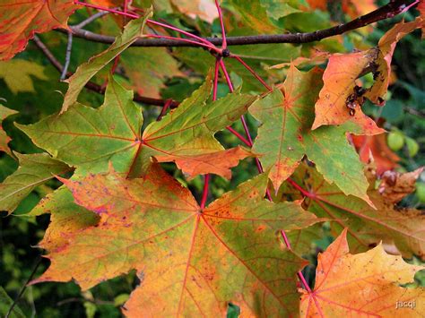 "Sycamore Leaves" by jacqi | Redbubble