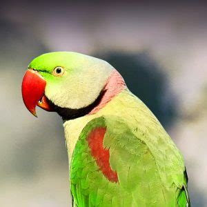 Alexandrine Parakeet Personality, Food & Care – Pet Birds by Lafeber Co.