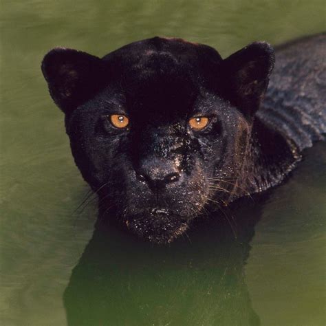 Black Jaguar Habitat