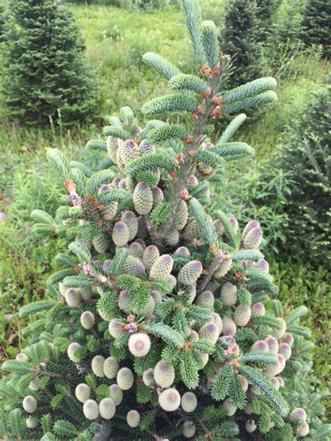 Why Remove Fir Cones? - Steigerwaldt Tree Farms - Tomahawk, Wisconsin