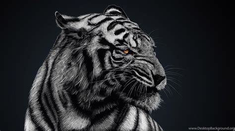 Black Tiger Wallpapers - Top Free Black Tiger Backgrounds - WallpaperAccess