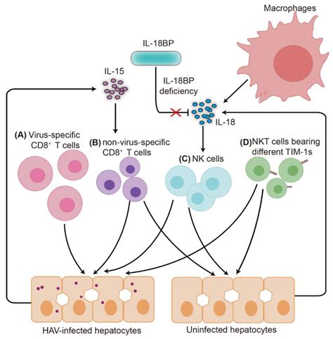 Viruses | Free Full-Text | Mechanisms of Hepatocellular Injury in Hepatitis A