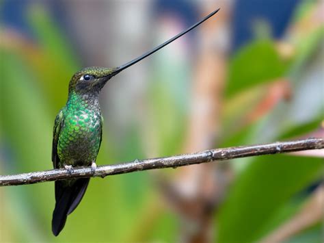 Sword-billed Hummingbird - eBird