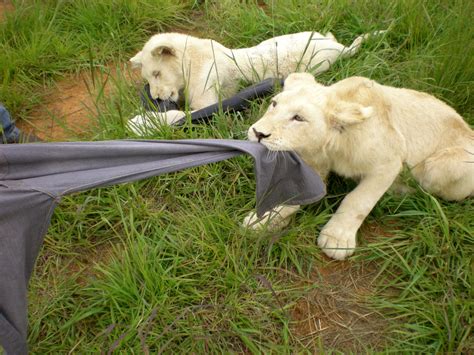 White Lions Tug O War Free Stock Photo - Public Domain Pictures