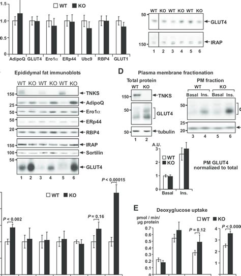 Effects of TNKS knockout on gene expression and GLUT4 translocation in... | Download Scientific ...