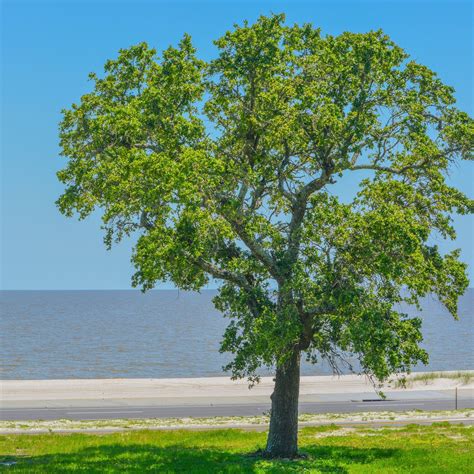 American Elm Tree – Green Thumbs Garden