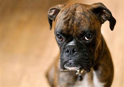 Science Tells Us What Dogs Actually Mean When They Look Guilty - Nuzzle